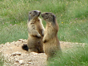 Coppia di marmotte in sentinella sul Monte Avaro