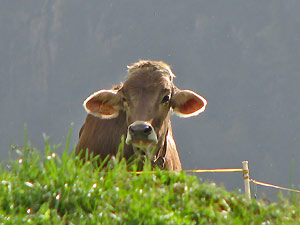 La mucca guarda...  -  foto Piero Gritti 7 ott 07