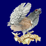 Gallo forcello - disegno di Stefano Torriani