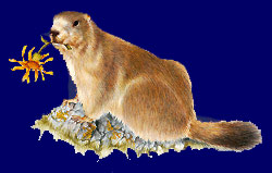 Marmotta con arnica - disegno di Stefano Torriani