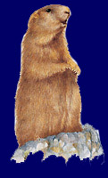 Marmotta in sentinella - Disegno di Stefano Torriani