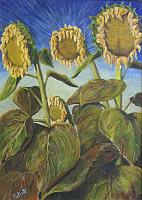 Girasoli