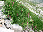 Aglio d'ìInsubria (Allium insubricum) sui ghiaioni del Mandrone d'Arera sul Sentiero dei Fiori