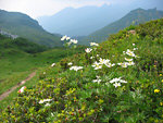 Anemone Narcissino (Anemone narcissiflora) slaendo verso la bocchetta di Corna Piana sul Sentiero dei Fiori