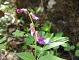 Cicerchia primaticcia (Lathyrus vernus) , fiore comune del sottobosco.