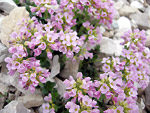 Erba storna (Thlapsi rotundifolium) in Val d'Arera sul Sentiero dei fiori 