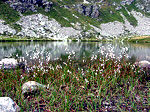 Eriophorum Angustifolium al Lago delle Trote sul Montebello di Foppolo