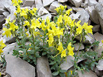 Linaria bergamasca (Linaria tonzigii) in Val d’Arera sul ‘Sentiero dei Fiori Claudio Brissoni’