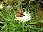 Radicchiella di Kerner (Crepis kerneri) sul Montebello di Foppolo