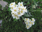 Millefoglio di Clavena (Achillea Clavenae) sul Sentiero dei fiori