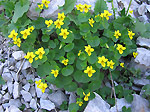 Viiola gialla (Viola biflora)