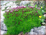 Silene a cuscinetto (Silene acaulis) in Val d'Arera sul Sentiero dei fiori 