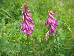 Sulla alpina ((Hedysarum hedysaroides) alla Bocchetta di Corna Piana sul Sentiero dei Fiori