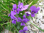 Viola di Duby (Viola dubyana) in Val d’Arera sul Sentiero dei Fiori