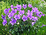 Viola di Duby (Viola dubyana)