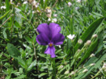 Viola di Duby (Viola dubiana) sul Sentiero dei Fiori (Alpe Arera di Oltre il Colle)
