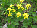 Viola gialla (Viola biflora) in Val d’Arera sul ‘Sentiero dei Fiori Claudio Brissoni’