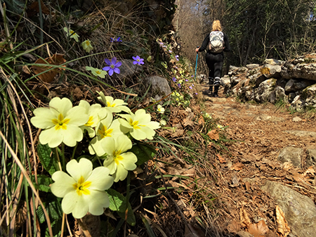 Monte Zucco ad anello ‘fiorito’ da S. Antonio via Sonzogno-26mar22 - FOTOGALLERY