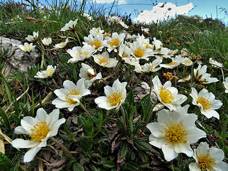 CIME ALBEN fiorite ad anello dal Passo Crocetta-22giu21-  FOTOGALLERY