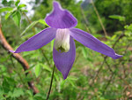 Clematide alpina in Alben