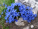 Genziana primaticcia (Gentiana verna) in Alben