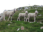 Pecore...in posa a Cima Piazzotti