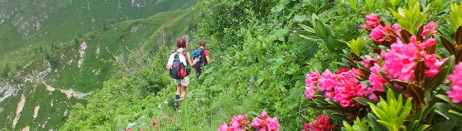 Rododendri sul sentiero di discesa dal Monte Cavallo al sentiero 115 di Val Terzera