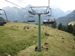 Mucche al pascolo d'estate sui...campi di sci di Foppolo - foto Piero Gritti  22 luglio 07