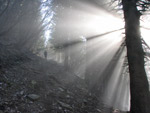 Raggi di sole filtrati dalla nebbia tra i faggi dell'Ortighera