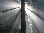 Raggi di sole filtrati dalla nebbia tra i faggi dell'Ortighera