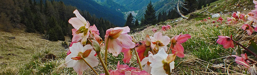 Distese di fioriture di crocus coloratissimi scendendo dal Passo di Monte Colle