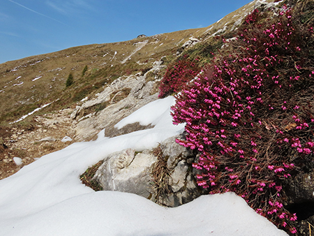 Al Rifugio Capanna 2000 ad anello: neve in scioglimento, fiori in crescita ! 30apr24- FOTOGALLERY