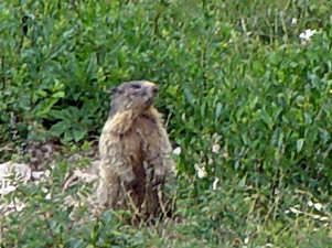 Una bella marmotta nel Mandrone d'Arera