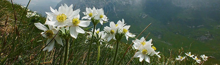 Estese fioritrure di anemone narcissino 