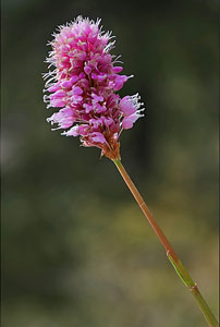 Orchidea a Foppolo