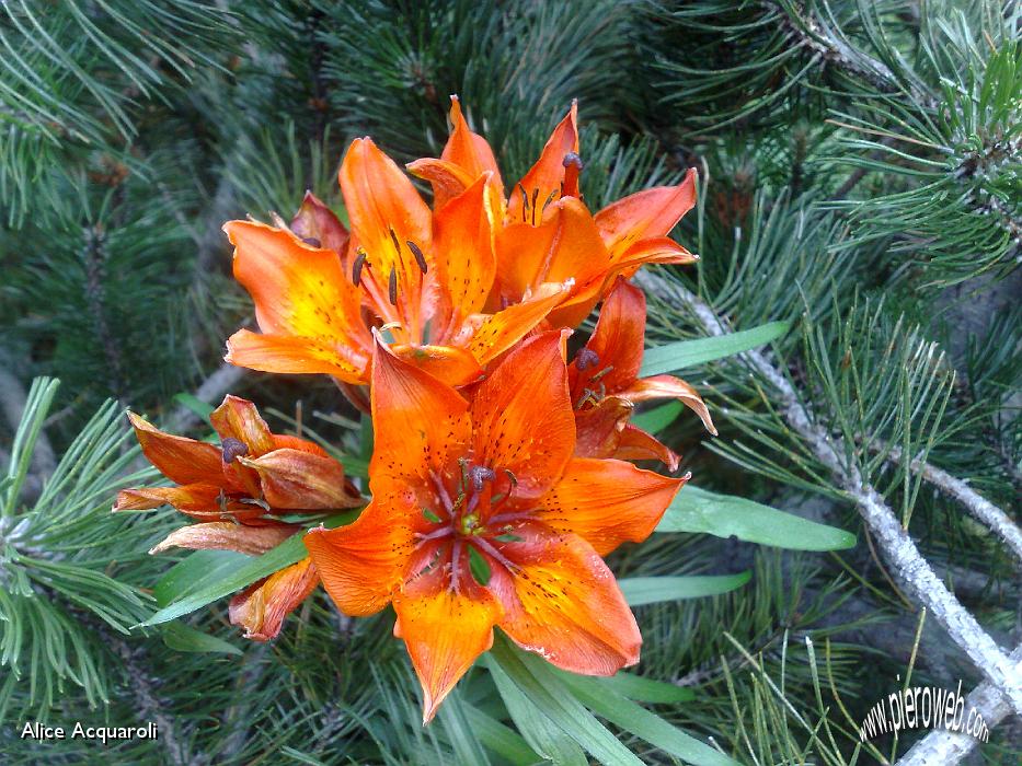 Quel Mazzolin Di Fiori Che Vien Dalla Montagna