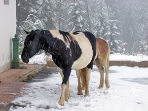 Cavalli sotto la neve di marzo a Foppolo - foto Aurelio Paganoni