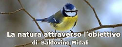 Baldovino Midali - La natura attraverso l'obiettivo