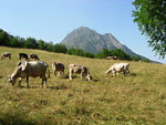 Mucche al pascolo a Valbondione - foto Diego Zanchi
