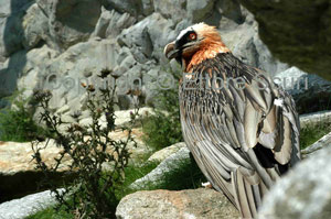 Gipeto (Gypaetus barbatus) - Avvoltoio degli agnelli 