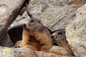 Marmotte pronte per il lungo letargo in Val Sambuzza - foto Fabrizio Paravisi