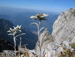 Stelle alpine sulla Grigna - foto Marco Caccia