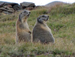 Marmotte in conversazione in Val Formazza