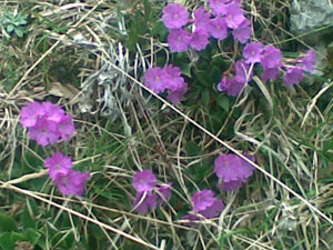 Prmula di Lombardia (Primula glaucescens) 