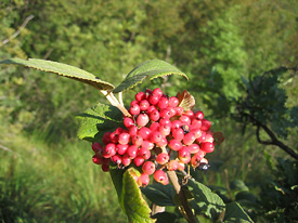 Lantana (Viburnum lantana)