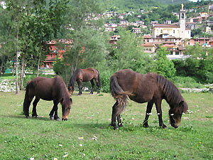 Vista sul centro di Zogno con cavalli al pascolo al di là del fiume Brembo