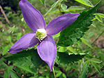 Clematide alpina (Clematis alpina) in Alben