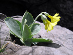 Primula orecchia d'orso (Primula auricula) in Alben