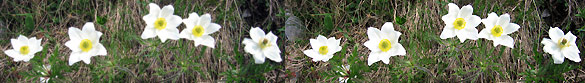 Pulsatilla alpina bianca in Alben