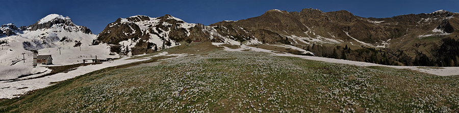 Distese di Crocus vernus sui pascoli della Baita del Camoscio